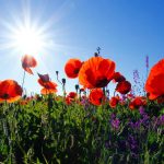 Poppy field